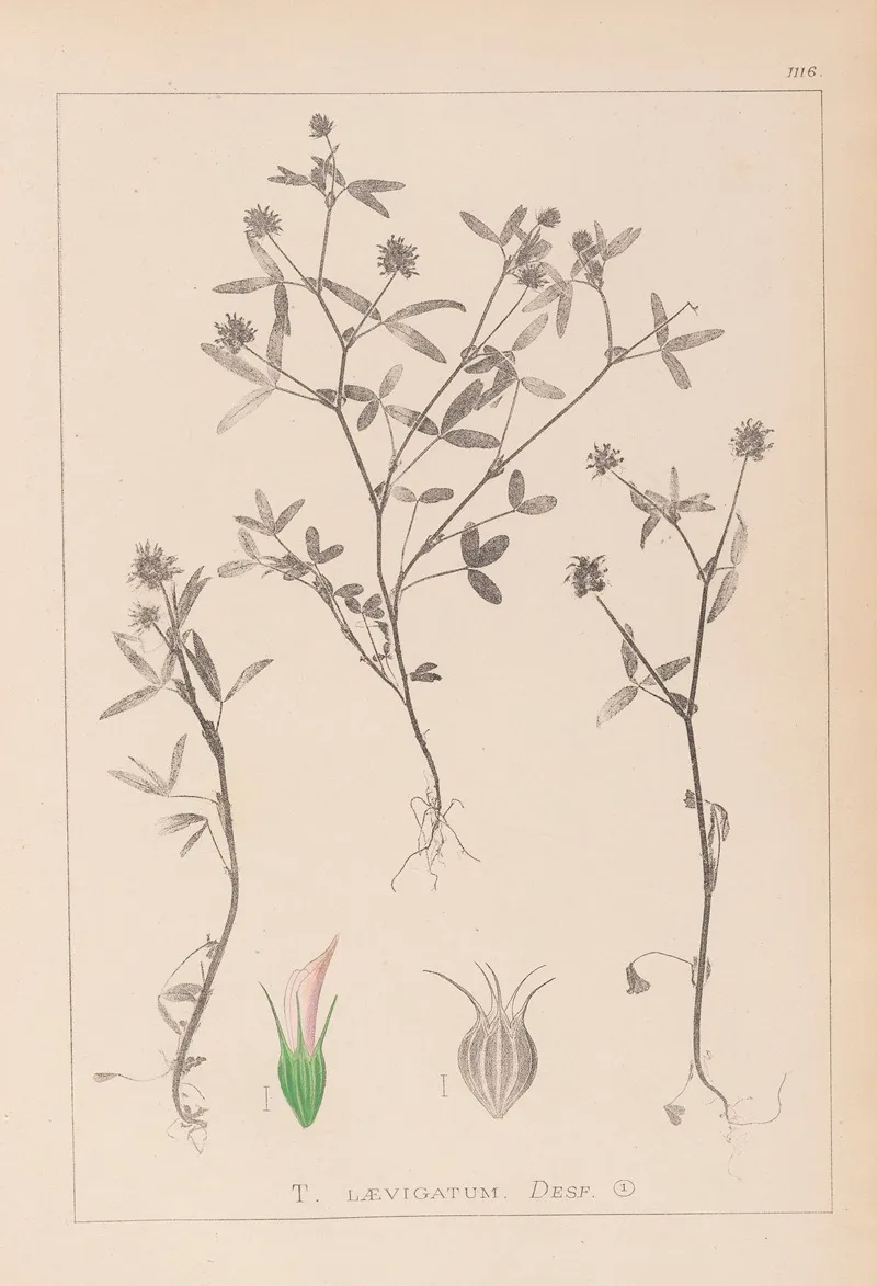 Herbier De La Flore Francaise Pl 0351 Wall Art by Louis Antoine Cusin - High-Resolution Digital Print