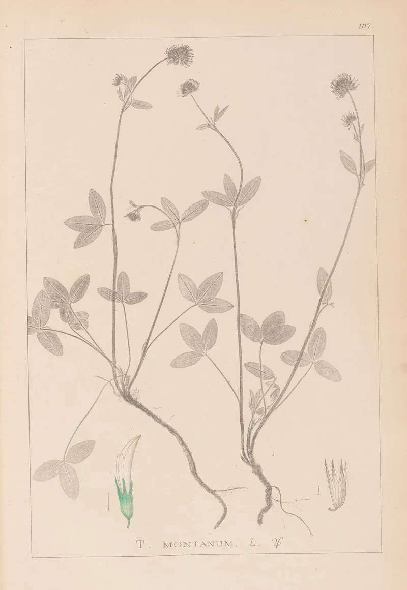 Herbier De La Flore Francaise Pl 0352 Wall Art by Louis Antoine Cusin - High-Resolution Digital Print
