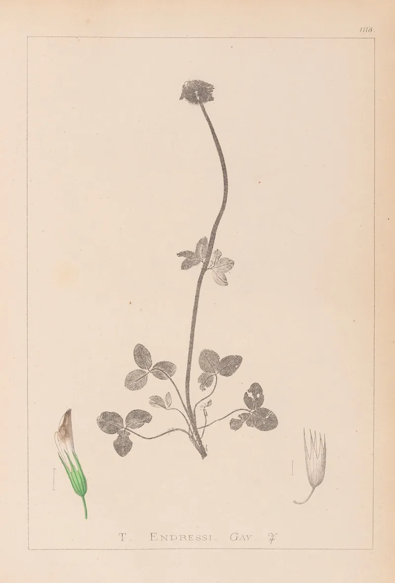 Herbier De La Flore Francaise Pl 0353 Wall Art by Louis Antoine Cusin - High-Resolution Digital Print