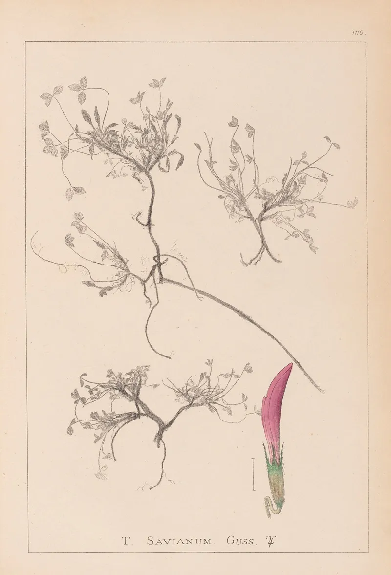 Herbier De La Flore Francaise Pl 0354 Wall Art by Louis Antoine Cusin - High-Resolution Digital Print