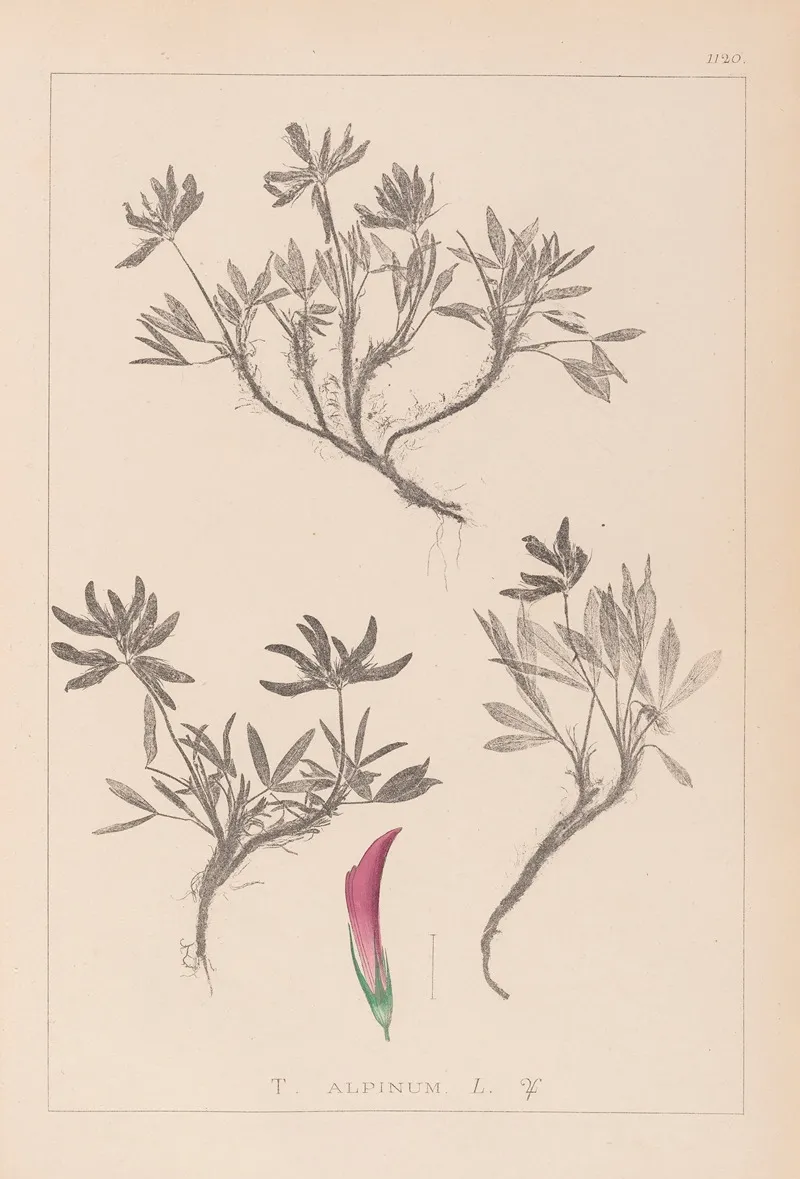Herbier De La Flore Francaise Pl 0355 Wall Art by Louis Antoine Cusin - High-Resolution Digital Print