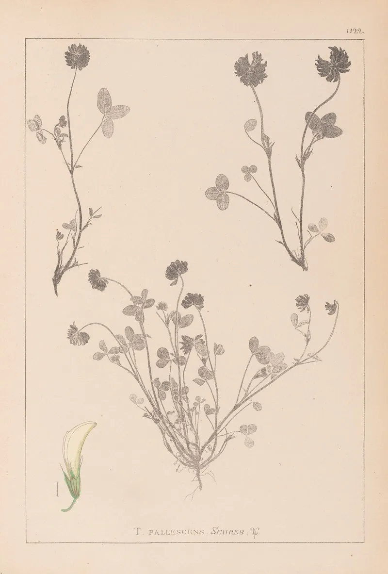 Herbier De La Flore Francaise Pl 0357 Wall Art by Louis Antoine Cusin - High-Resolution Digital Print