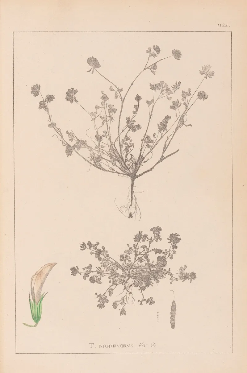 Herbier De La Flore Francaise Pl 0359 Wall Art by Louis Antoine Cusin - High-Resolution Digital Print