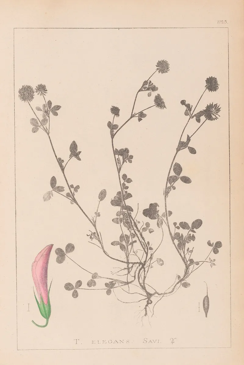 Herbier De La Flore Francaise Pl 0360 Wall Art by Louis Antoine Cusin - High-Resolution Digital Print