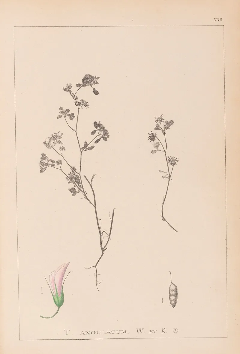 Herbier De La Flore Francaise Pl 0362 Wall Art by Louis Antoine Cusin - High-Resolution Digital Print