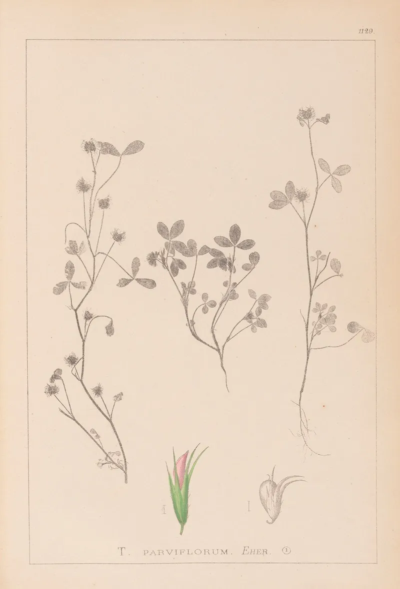 Herbier De La Flore Francaise Pl 0363 Wall Art by Louis Antoine Cusin - High-Resolution Digital Print