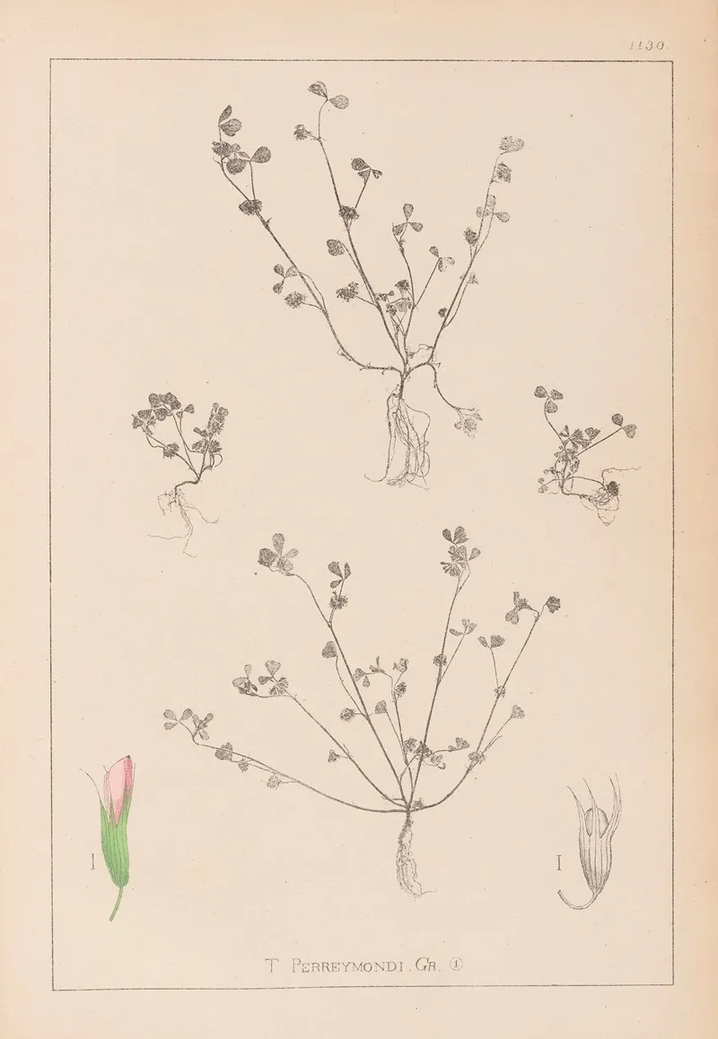 Herbier De La Flore Francaise Pl 0364 Wall Art by Louis Antoine Cusin - High-Resolution Digital Print