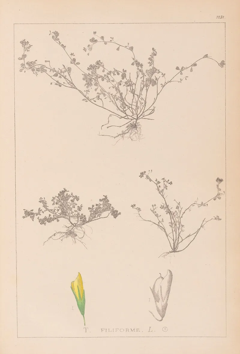 Herbier De La Flore Francaise Pl 0365 Wall Art by Louis Antoine Cusin - High-Resolution Digital Print