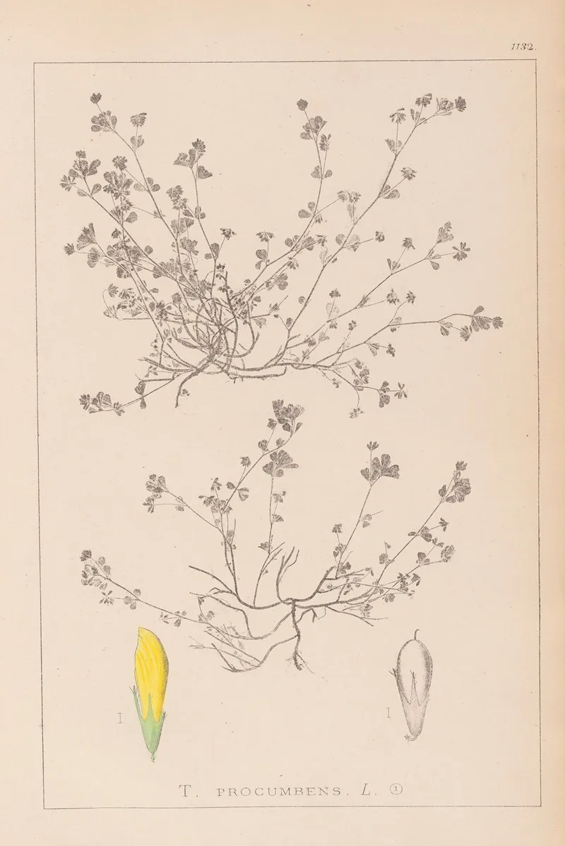 Herbier De La Flore Francaise Pl 0366 Wall Art by Louis Antoine Cusin - High-Resolution Digital Print