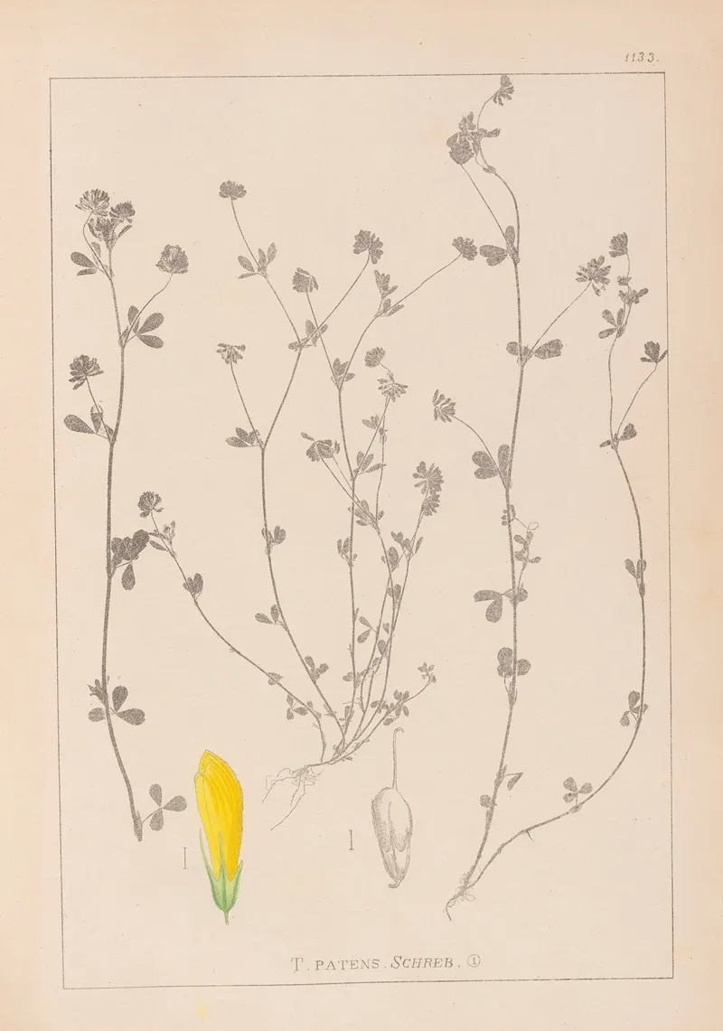 Herbier De La Flore Francaise Pl 0367 Wall Art by Louis Antoine Cusin - High-Resolution Digital Print