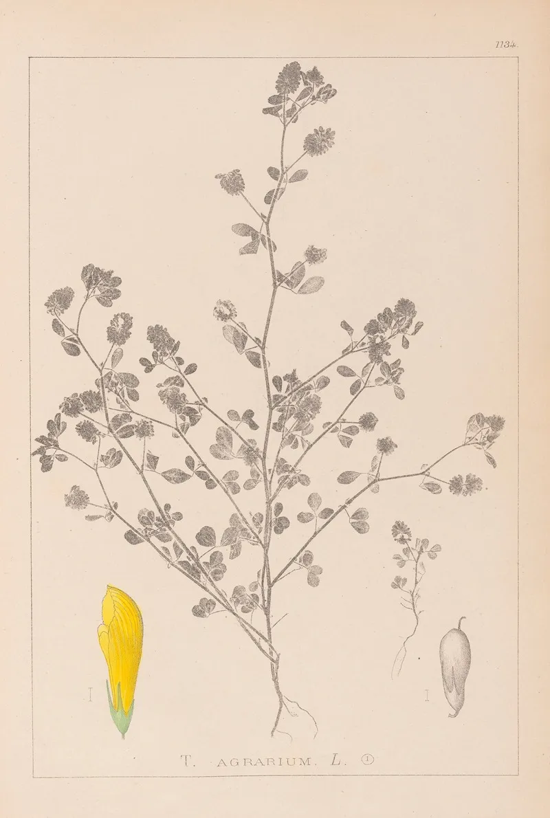 Herbier De La Flore Francaise Pl 0368 Wall Art by Louis Antoine Cusin - High-Resolution Digital Print