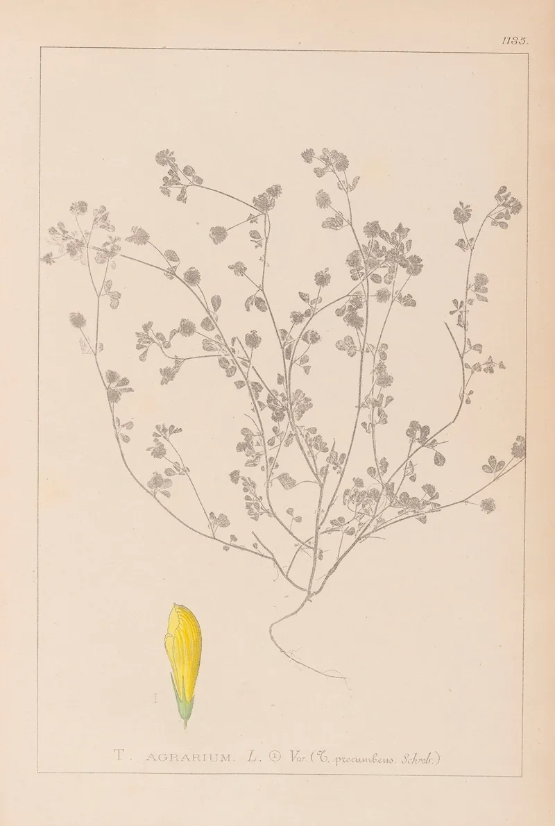 Herbier De La Flore Francaise Pl 0369 Wall Art by Louis Antoine Cusin - High-Resolution Digital Print