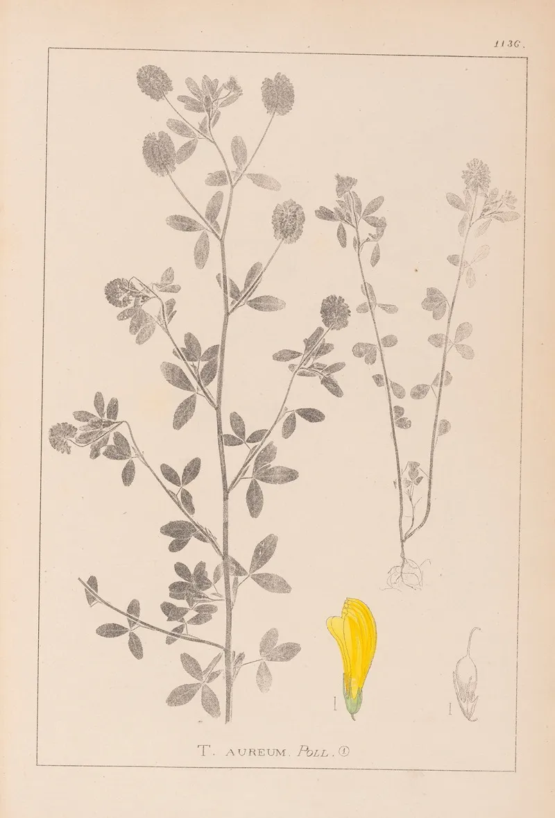 Herbier De La Flore Francaise Pl 0370 Wall Art by Louis Antoine Cusin - High-Resolution Digital Print