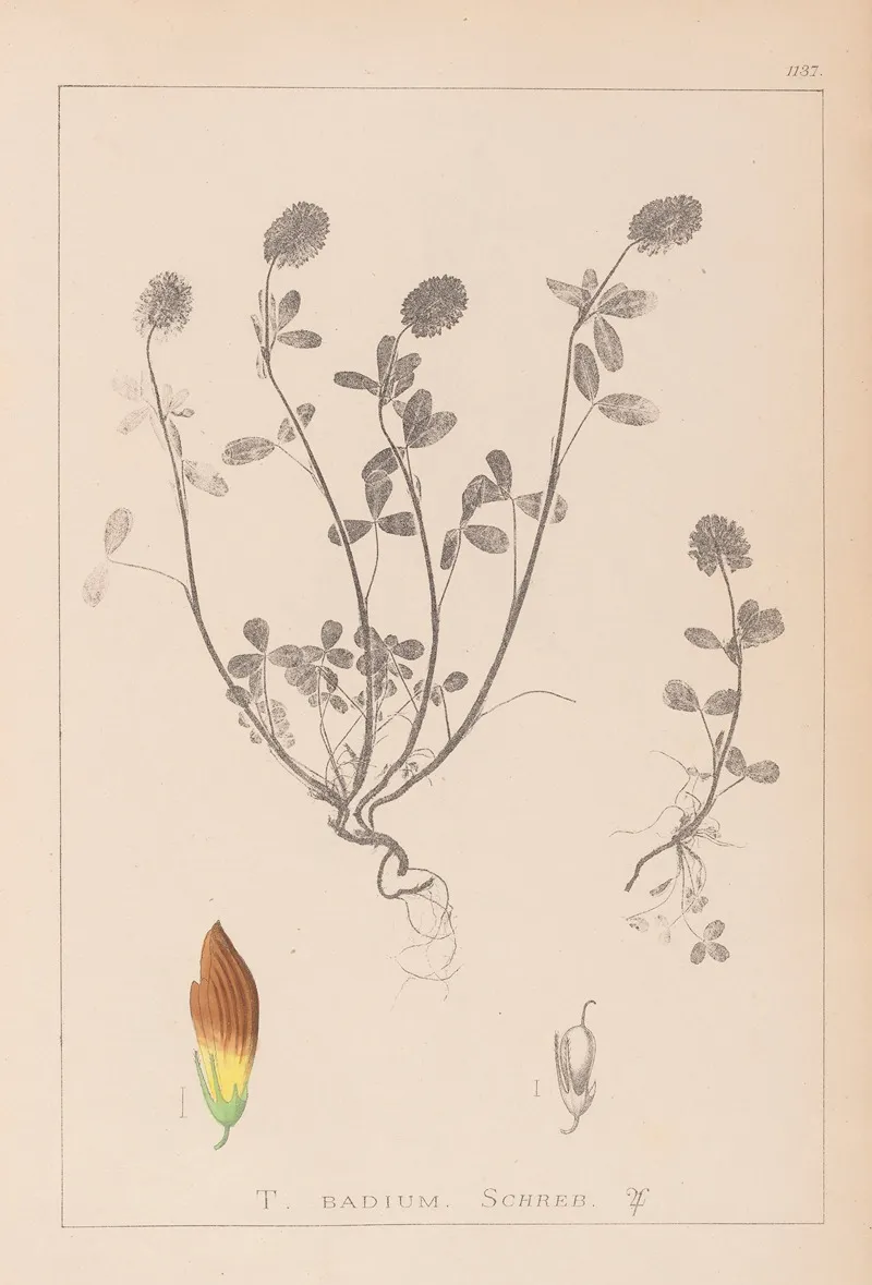 Herbier De La Flore Francaise Pl 0371 Wall Art by Louis Antoine Cusin - High-Resolution Digital Print