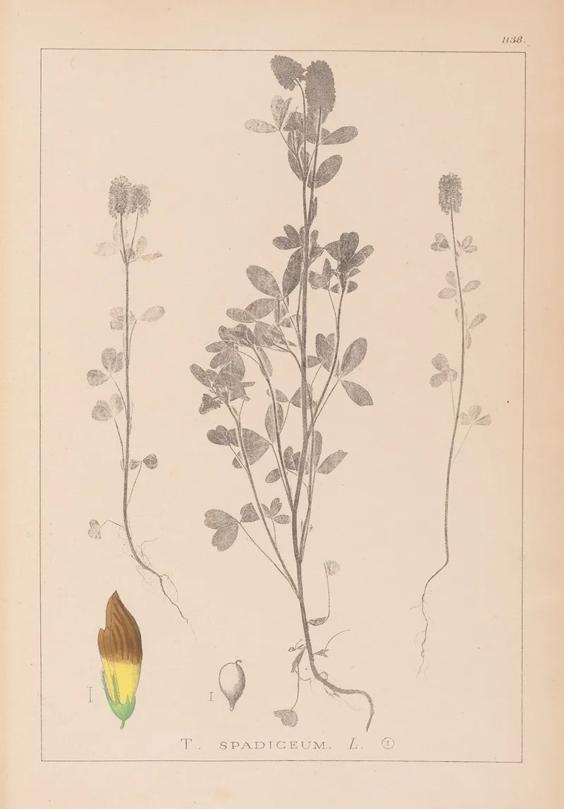 Herbier De La Flore Francaise Pl 0372 Wall Art by Louis Antoine Cusin - High-Resolution Digital Print