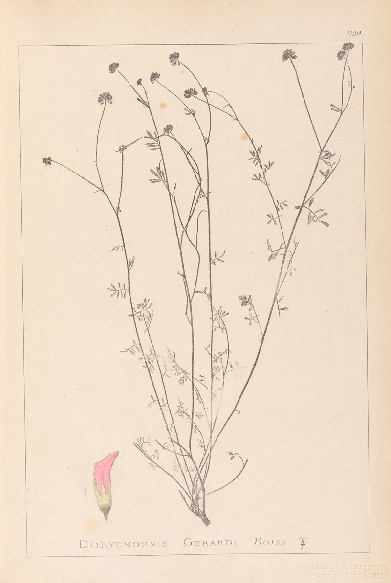 Herbier De La Flore Francaise Pl 0373 Wall Art by Louis Antoine Cusin - High-Resolution Digital Print