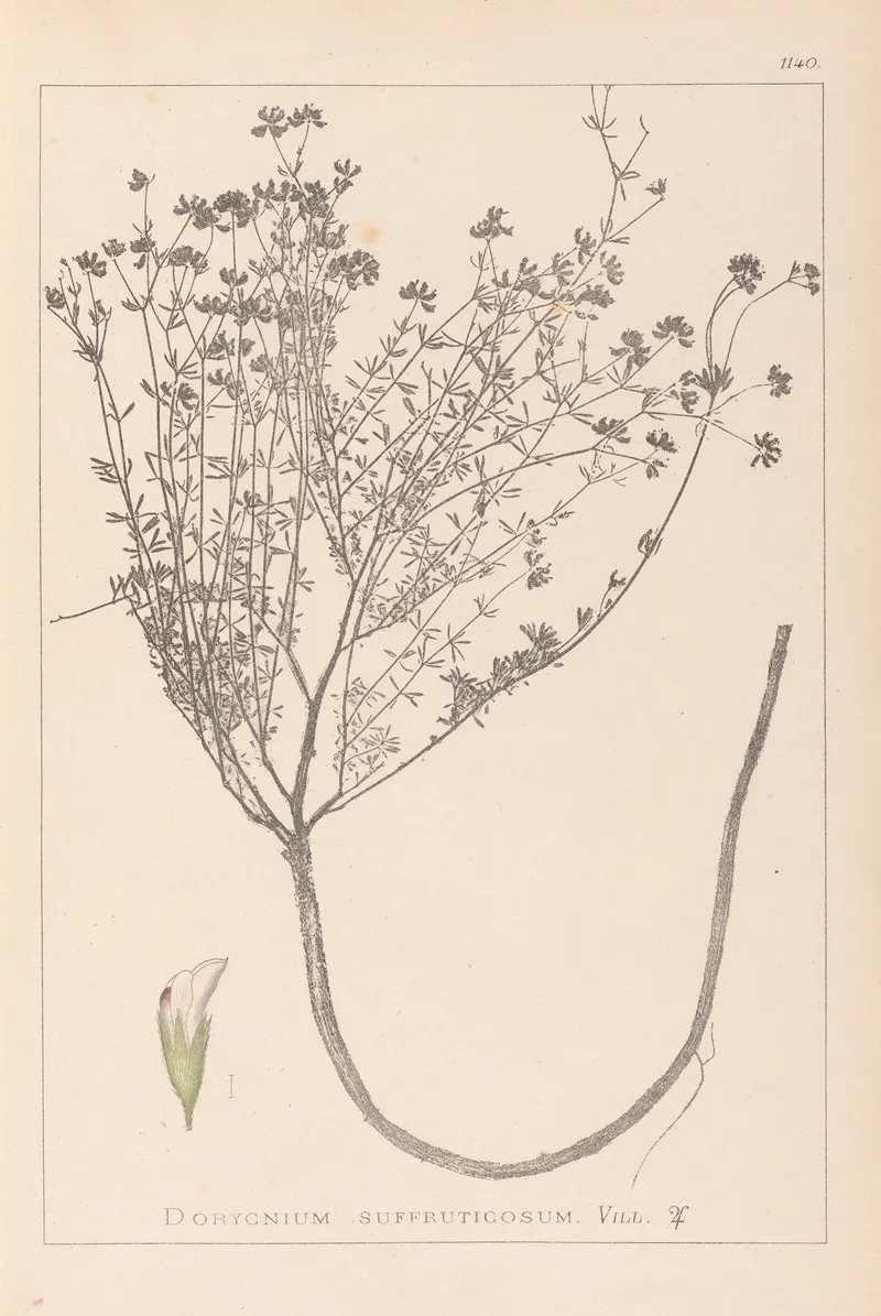 Herbier De La Flore Francaise Pl 0374 Wall Art by Louis Antoine Cusin - High-Resolution Digital Print