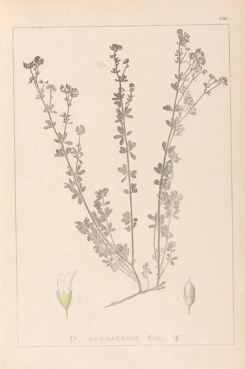 Herbier De La Flore Francaise Pl 0375 Wall Art by Louis Antoine Cusin - High-Resolution Digital Print