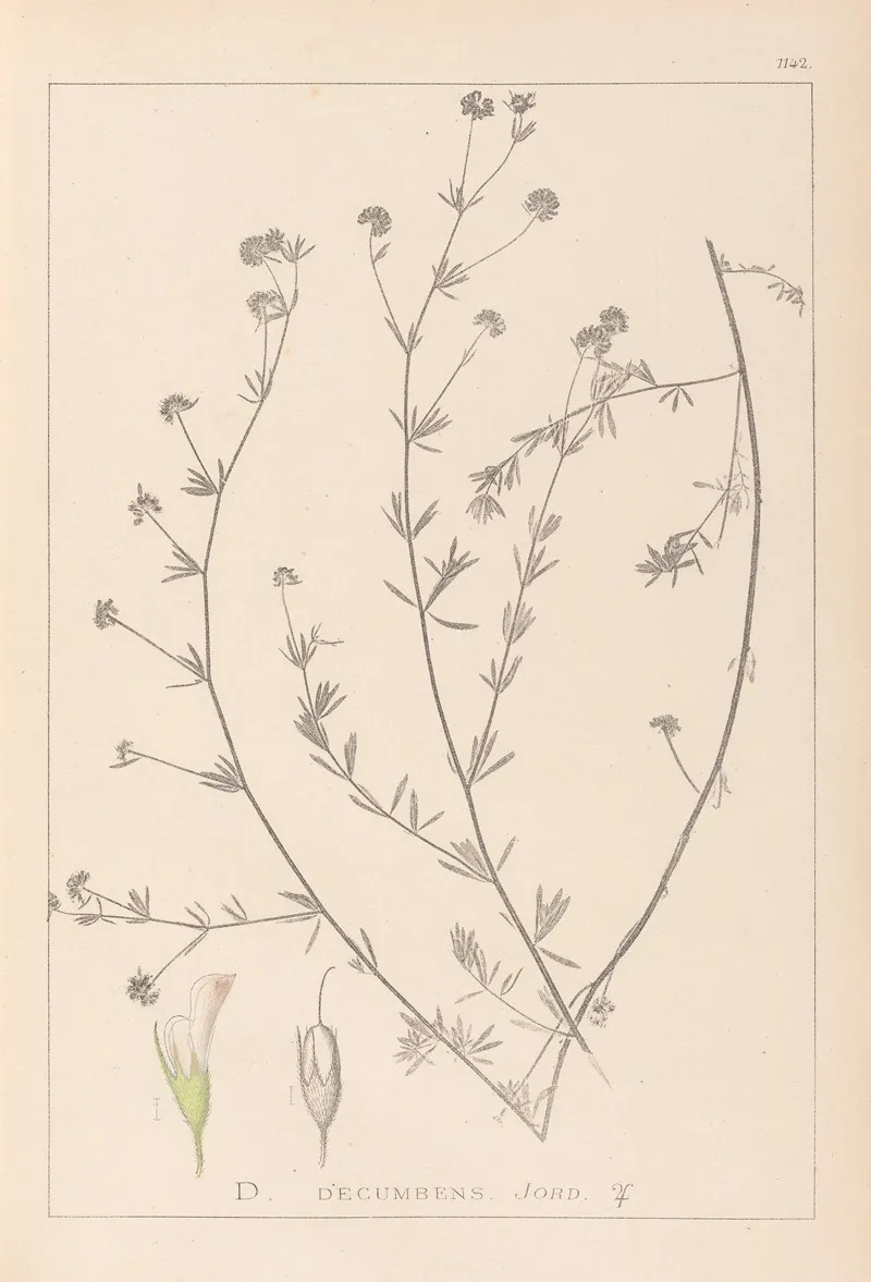 Herbier De La Flore Francaise Pl 0376 Wall Art by Louis Antoine Cusin - High-Resolution Digital Print