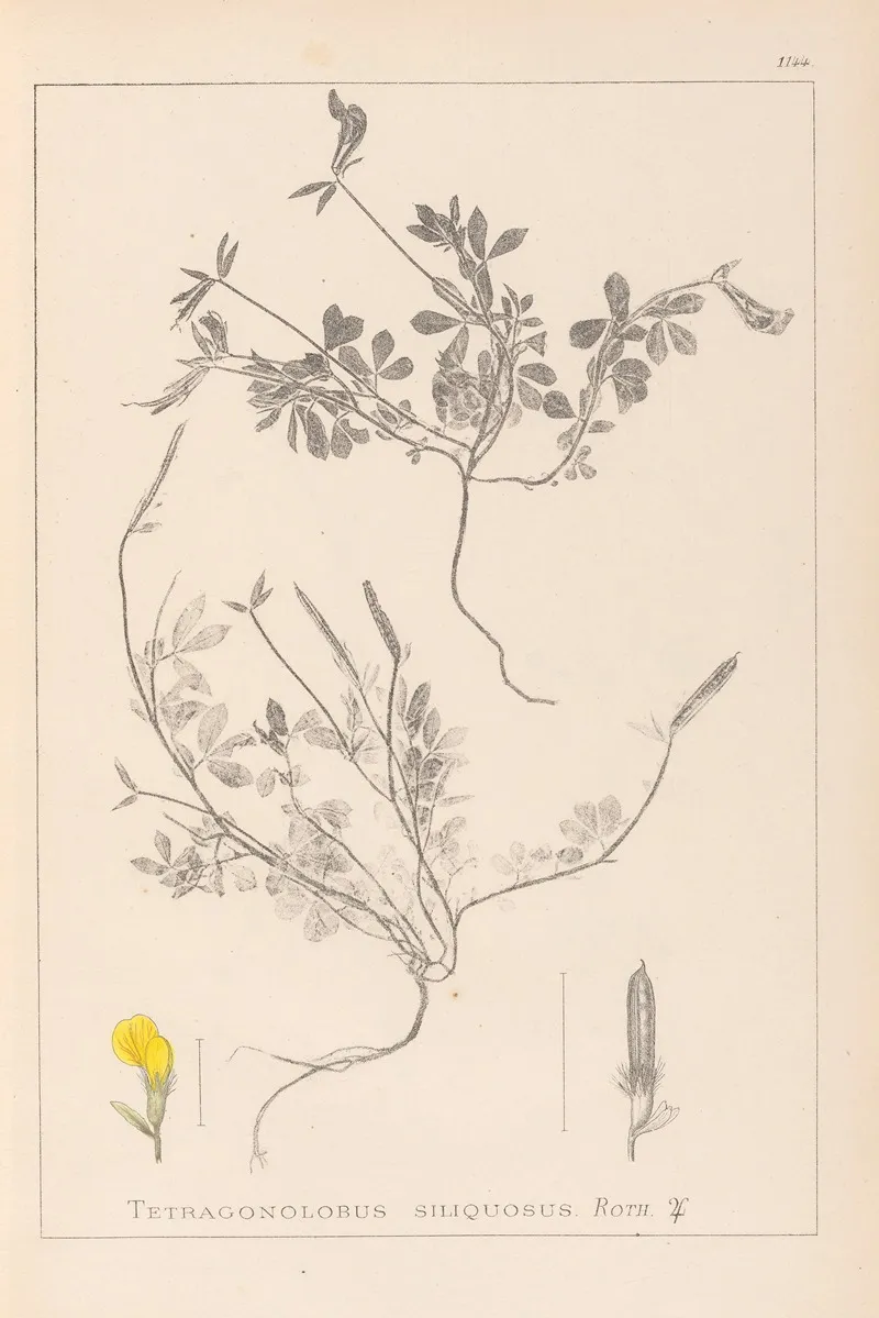 Herbier De La Flore Francaise Pl 0378 Wall Art by Louis Antoine Cusin - High-Resolution Digital Print