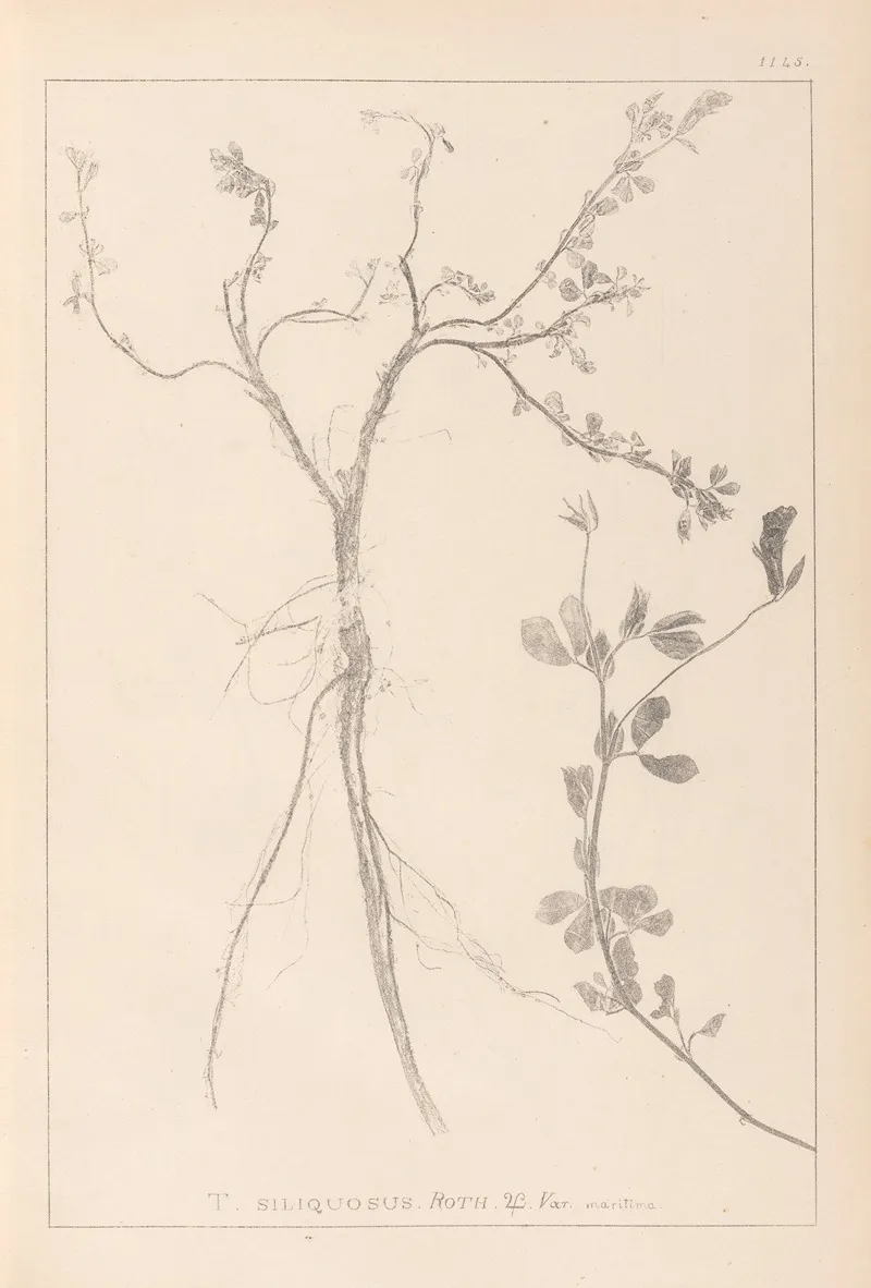 Herbier De La Flore Francaise Pl 0379 Wall Art by Louis Antoine Cusin - High-Resolution Digital Print