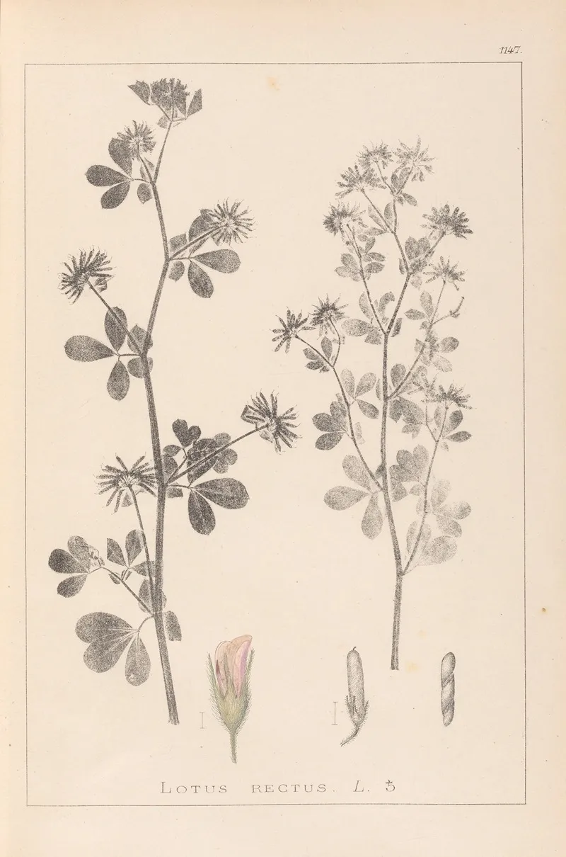 Herbier De La Flore Francaise Pl 0381 Wall Art by Louis Antoine Cusin - High-Resolution Digital Print