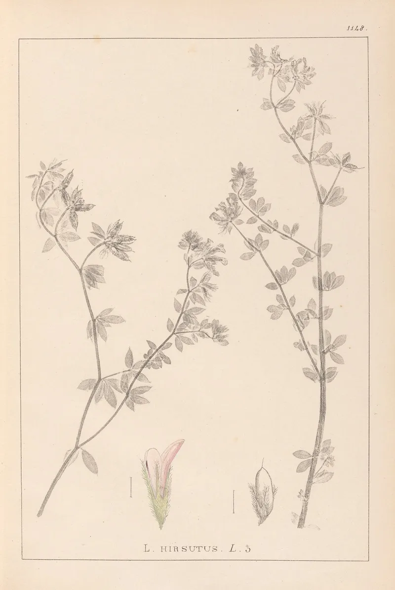 Herbier De La Flore Francaise Pl 0382 Wall Art by Louis Antoine Cusin - High-Resolution Digital Print