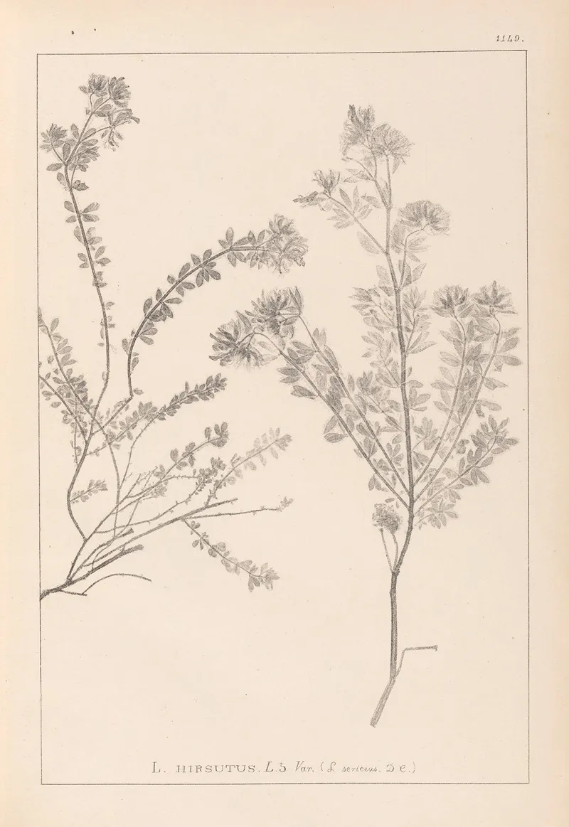 Herbier De La Flore Francaise Pl 0383 Wall Art by Louis Antoine Cusin - High-Resolution Digital Print