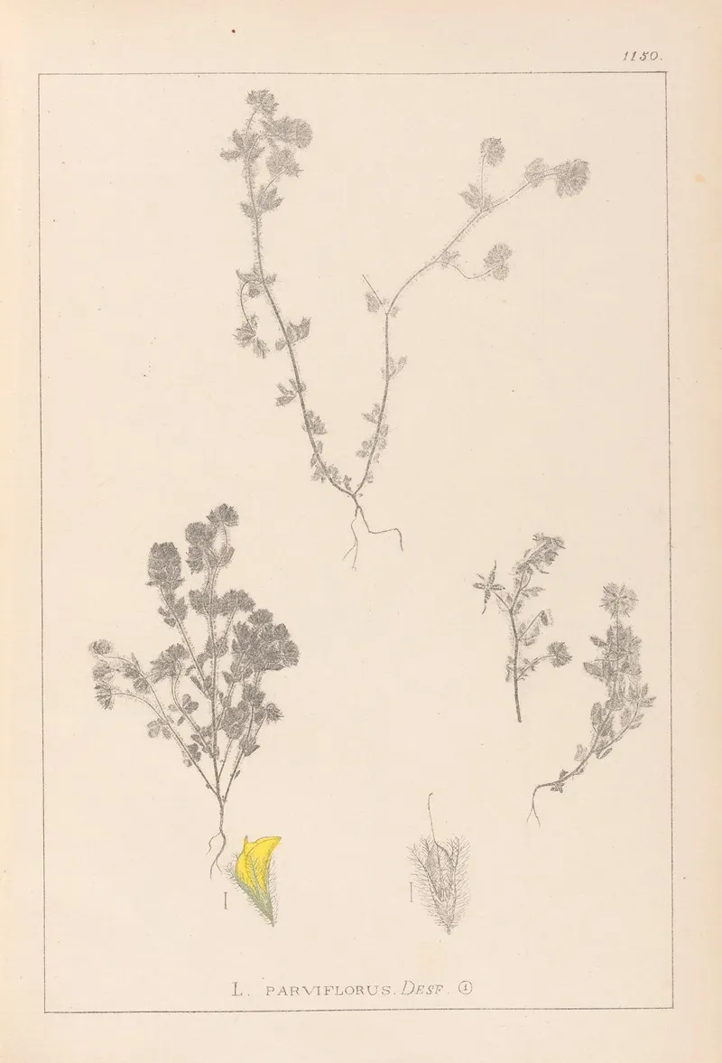 Herbier De La Flore Francaise Pl 0384 Wall Art by Louis Antoine Cusin - High-Resolution Digital Print