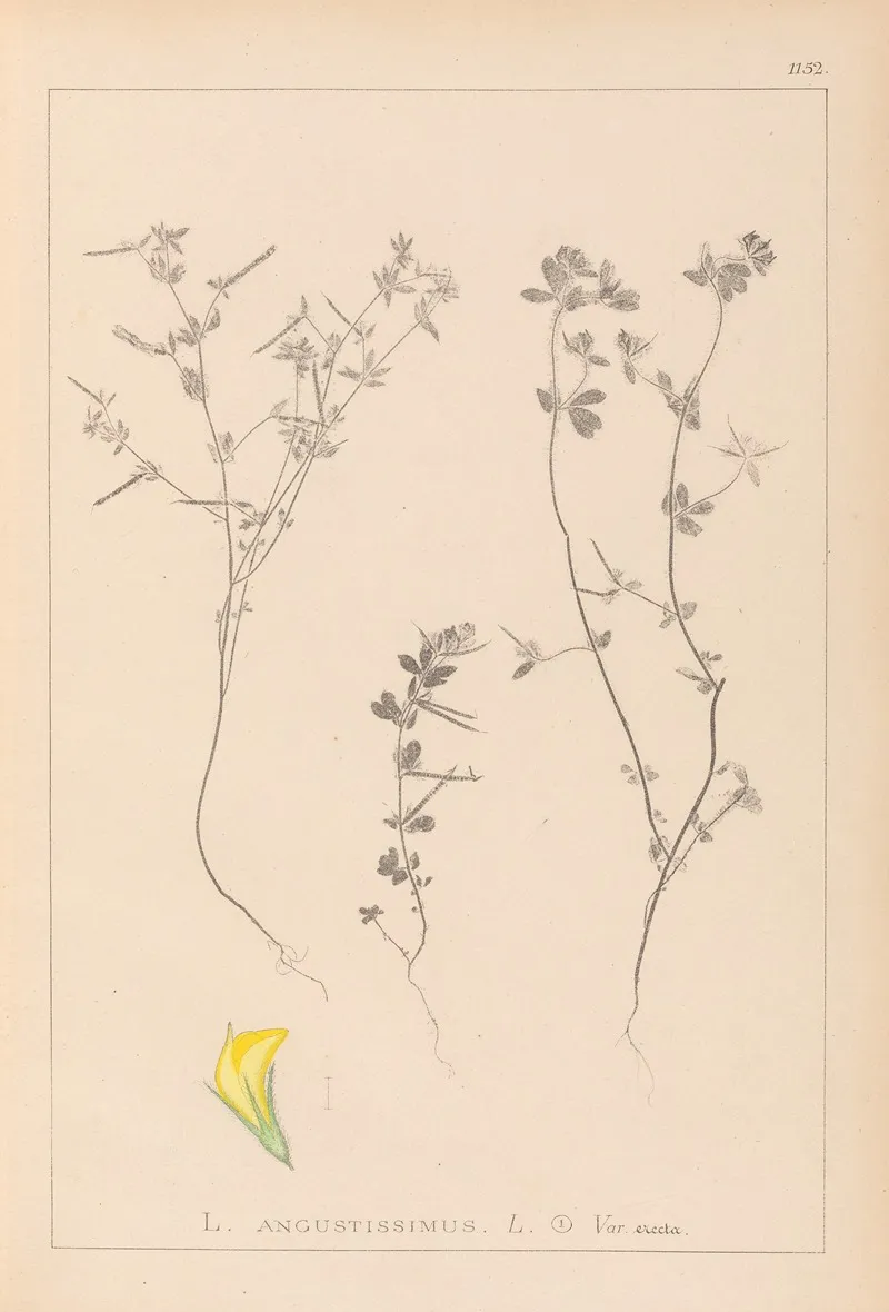 Herbier De La Flore Francaise Pl 0386 Wall Art by Louis Antoine Cusin - High-Resolution Digital Print