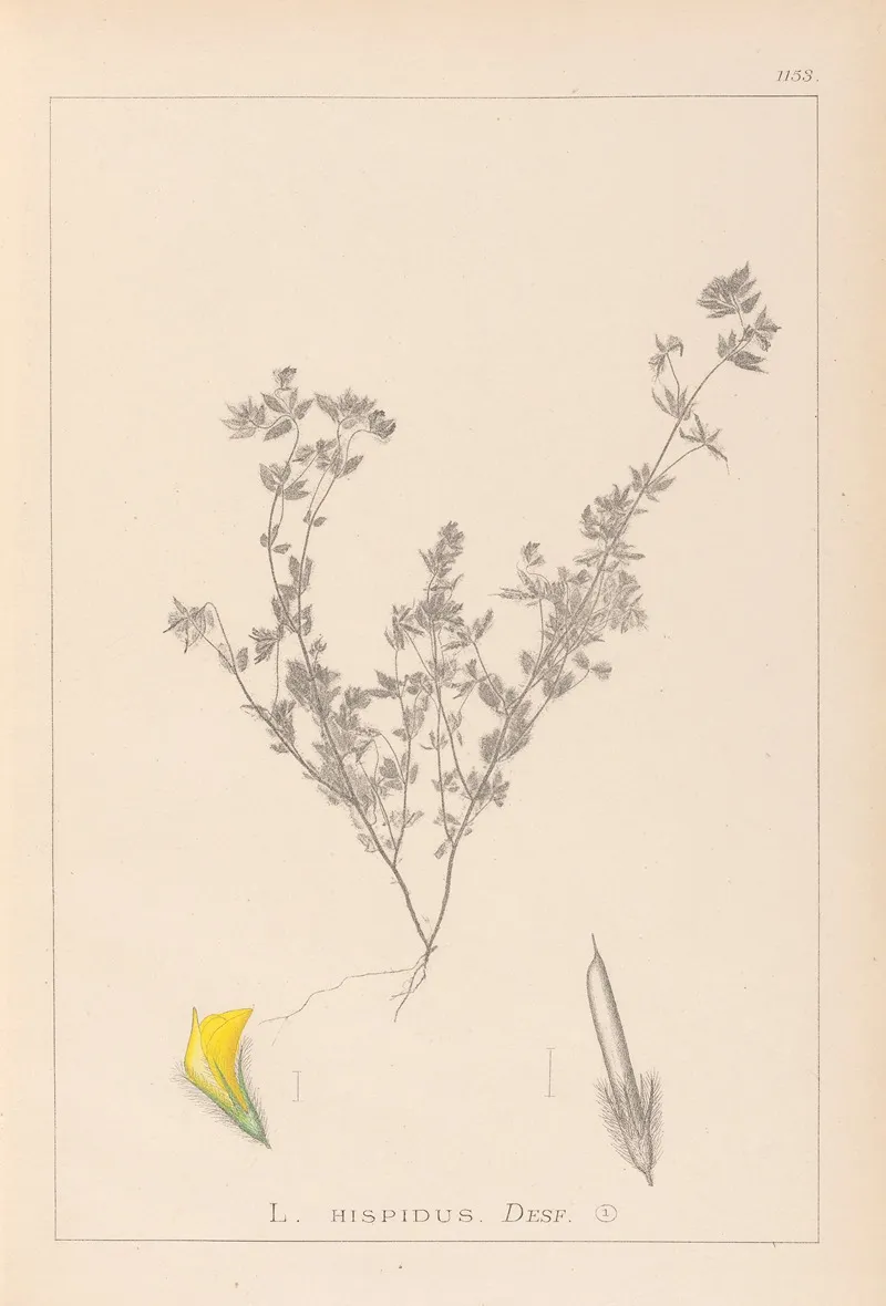 Herbier De La Flore Francaise Pl 0387 Wall Art by Louis Antoine Cusin - High-Resolution Digital Print