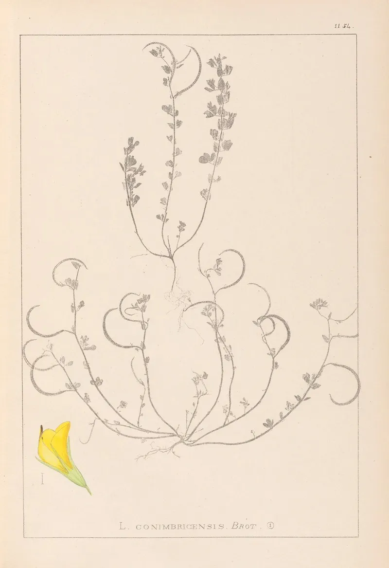 Herbier De La Flore Francaise Pl 0388 Wall Art by Louis Antoine Cusin - High-Resolution Digital Print