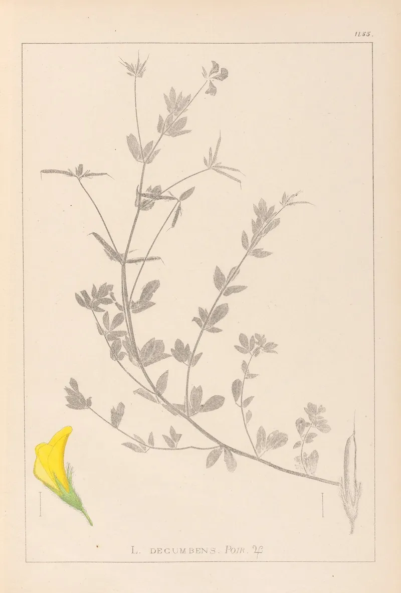 Herbier De La Flore Francaise Pl 0389 Wall Art by Louis Antoine Cusin - High-Resolution Digital Print