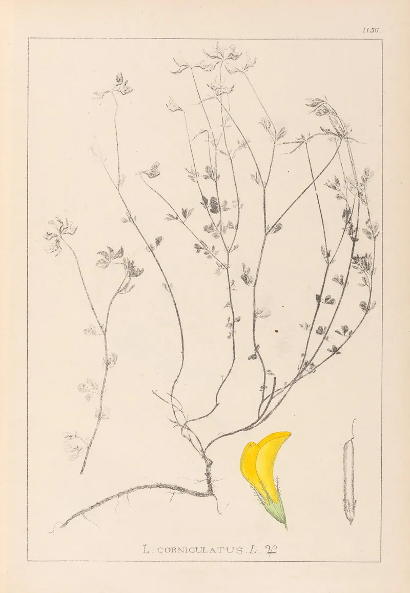 Herbier De La Flore Francaise Pl 0390 Wall Art by Louis Antoine Cusin - High-Resolution Digital Print