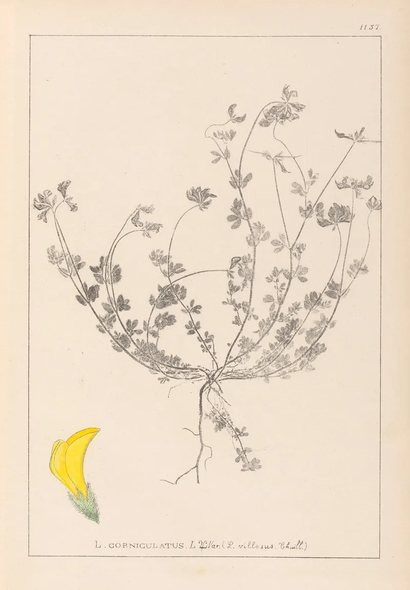 Herbier De La Flore Francaise Pl 0391 Wall Art by Louis Antoine Cusin - High-Resolution Digital Print