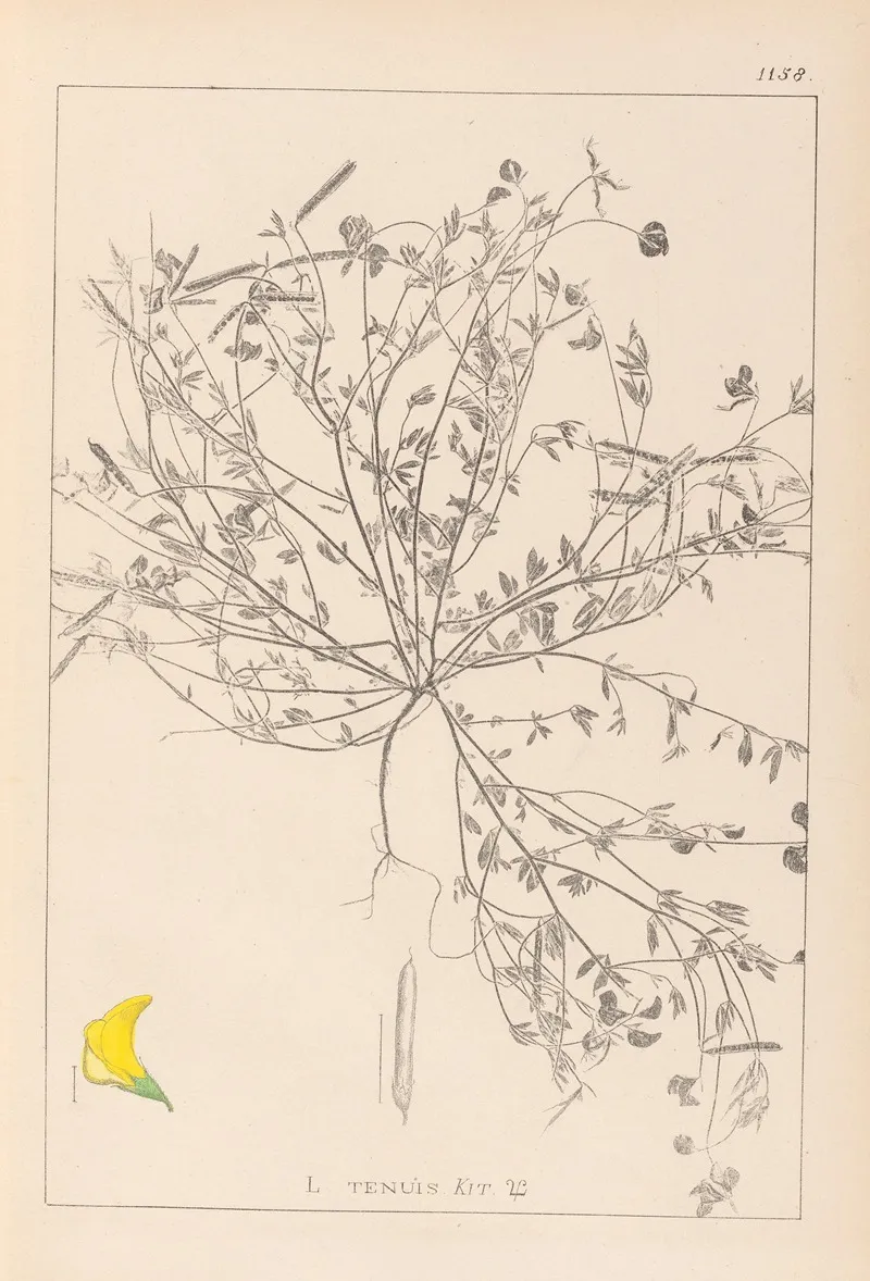 Herbier De La Flore Francaise Pl 0392 Wall Art by Louis Antoine Cusin - High-Resolution Digital Print
