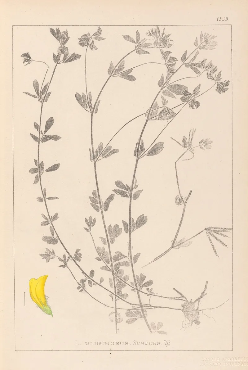 Herbier De La Flore Francaise Pl 0393 Wall Art by Louis Antoine Cusin - High-Resolution Digital Print