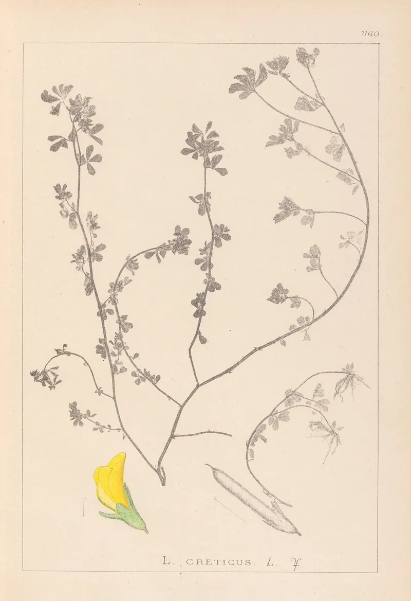 Herbier De La Flore Francaise Pl 0394 Wall Art by Louis Antoine Cusin - High-Resolution Digital Print