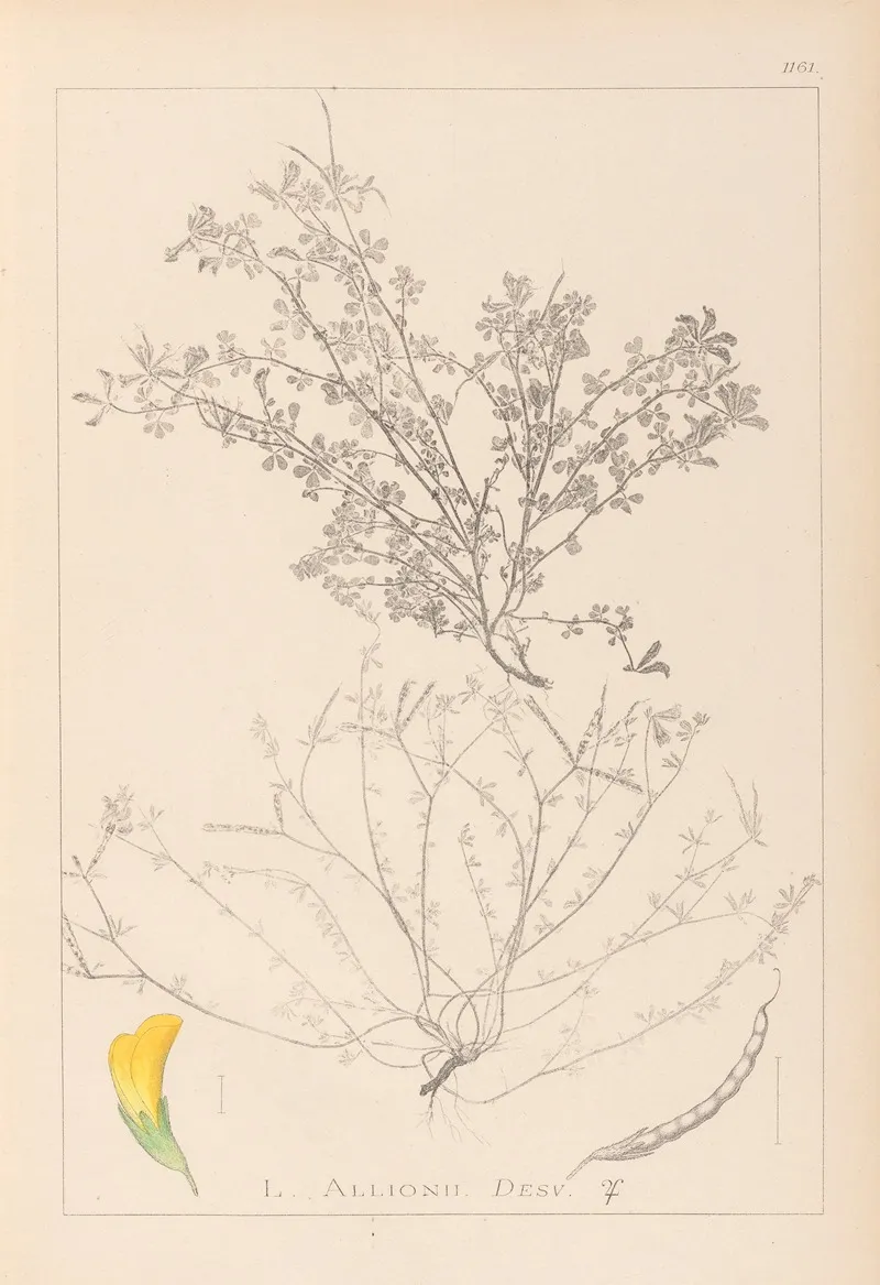 Herbier De La Flore Francaise Pl 0395 Wall Art by Louis Antoine Cusin - High-Resolution Digital Print