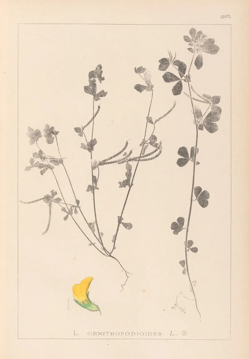 Herbier De La Flore Francaise Pl 0396 Wall Art by Louis Antoine Cusin - High-Resolution Digital Print