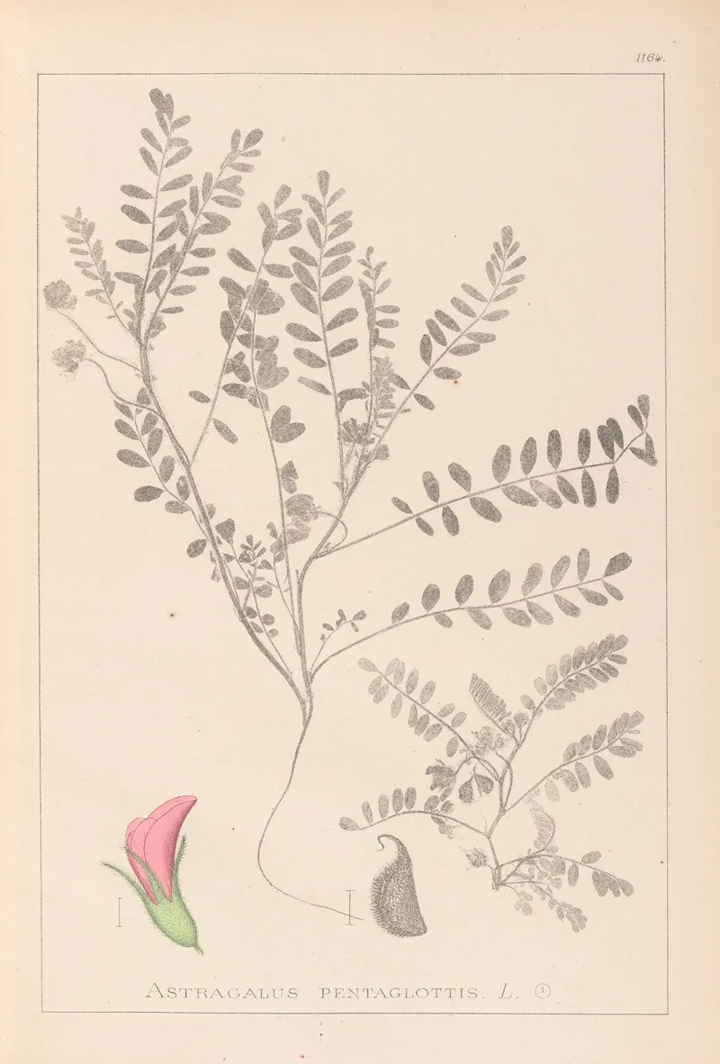 Herbier De La Flore Francaise Pl 0398 Wall Art by Louis Antoine Cusin - High-Resolution Digital Print