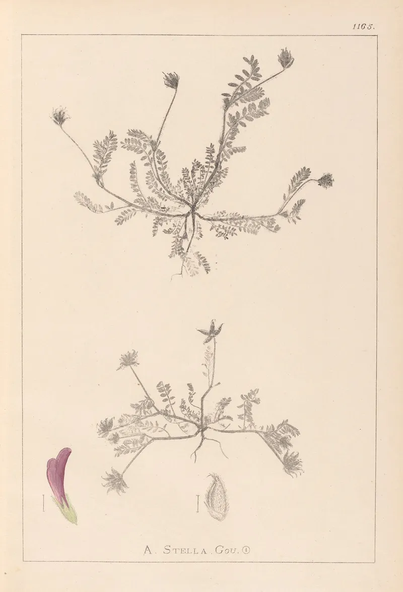 Herbier De La Flore Francaise Pl 0399 Wall Art by Louis Antoine Cusin - High-Resolution Digital Print