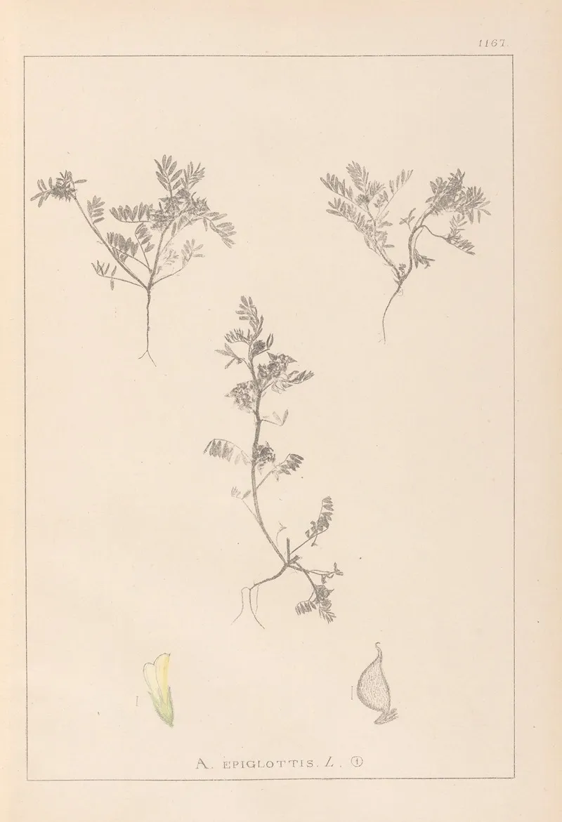Herbier De La Flore Francaise Pl 0401 Wall Art by Louis Antoine Cusin - High-Resolution Digital Print