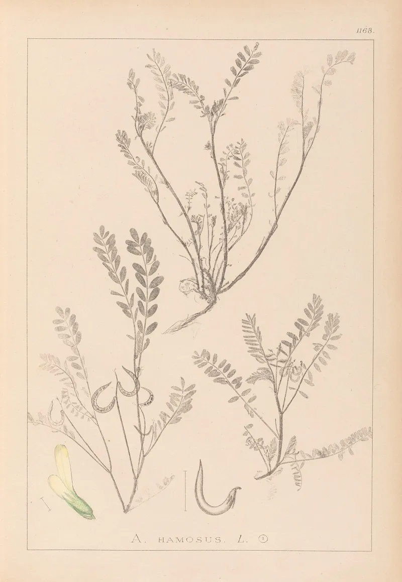 Herbier De La Flore Francaise Pl 0402 Wall Art by Louis Antoine Cusin - High-Resolution Digital Print