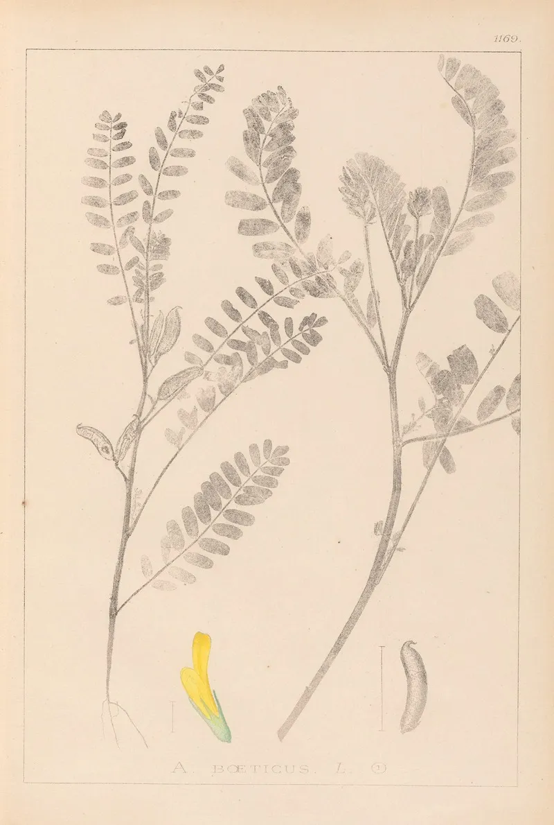 Herbier De La Flore Francaise Pl 0403 Wall Art by Louis Antoine Cusin - High-Resolution Digital Print