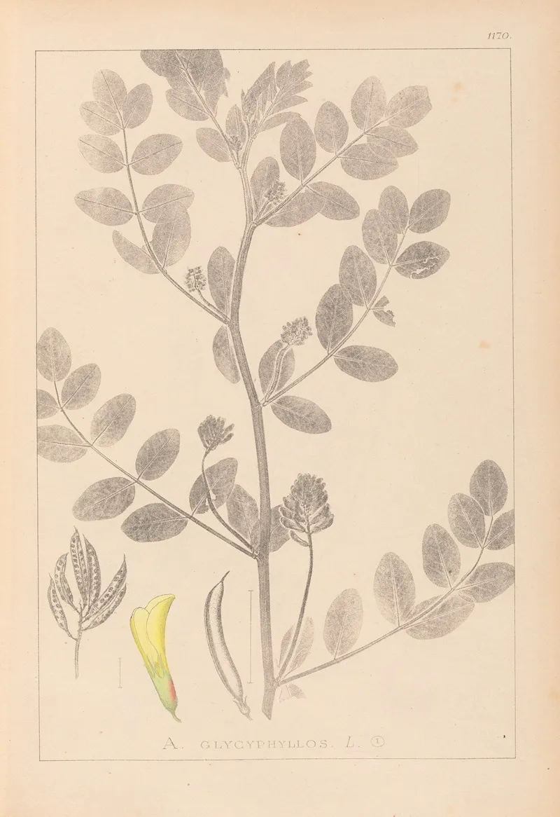 Herbier De La Flore Francaise Pl 0404 Wall Art by Louis Antoine Cusin - High-Resolution Digital Print