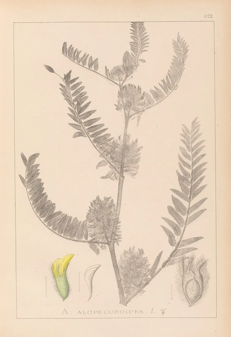 Herbier De La Flore Francaise Pl 0406 Wall Art by Louis Antoine Cusin - High-Resolution Digital Print