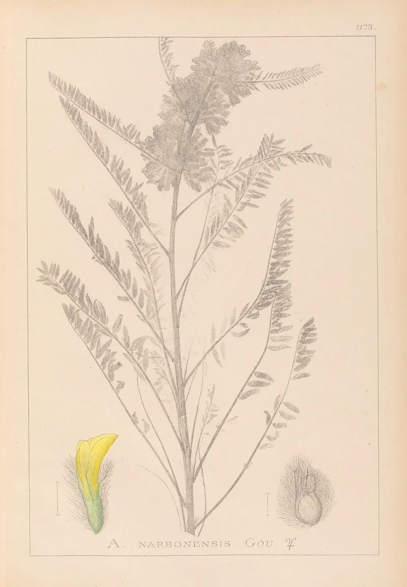 Herbier De La Flore Francaise Pl 0407 Wall Art by Louis Antoine Cusin - High-Resolution Digital Print