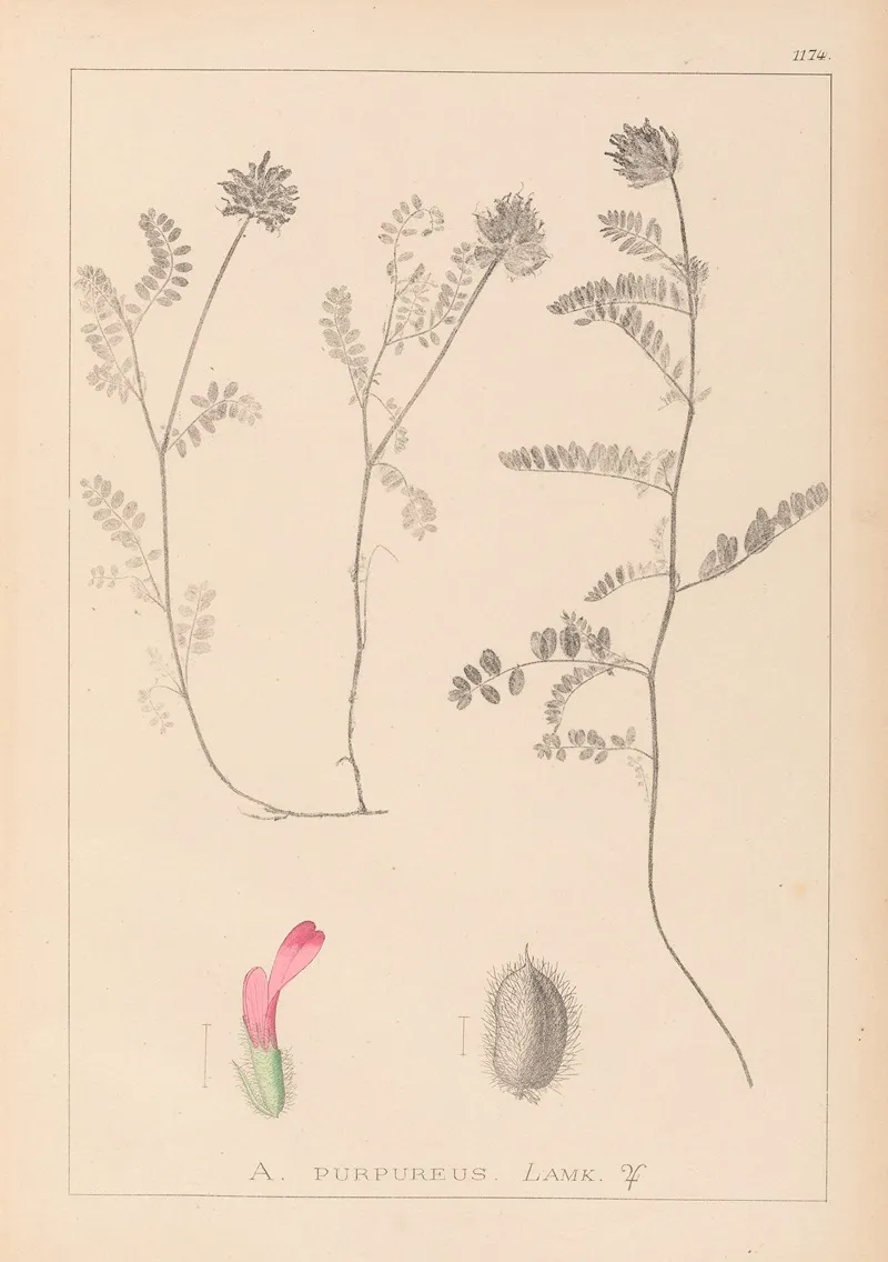 Herbier De La Flore Francaise Pl 0408 Wall Art by Louis Antoine Cusin - High-Resolution Digital Print