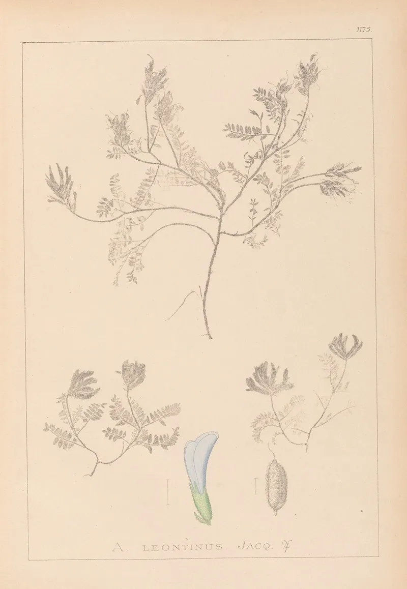 Herbier De La Flore Francaise Pl 0409 Wall Art by Louis Antoine Cusin - High-Resolution Digital Print